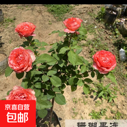月季特大花果汁陽(yáng)臺庭院花卉植物盆栽薔薇玫瑰花苗 珊瑚果凍中苗（不含盆）