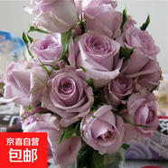 藤本月季花苗小苗特大花卉綠植物室內(nèi)盆栽玫瑰薔薇花爬藤四季開花 海洋之歌(玫瑰大花) 含盆