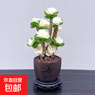 【金錢(qián)木】老樁多肉植物發(fā)財樹(shù)室內好養綠植客廳辦公花卉盆栽好養 精品金錢(qián)木錦+上善若水+四發(fā)底座