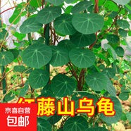 山烏龜植物金不換盆栽紅藤血藤水培盆景爬藤室內(nèi)桌面多肉綠植花卉 直徑10厘米1個紅藤山烏龜+贈品