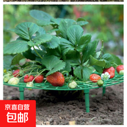 草莓架瓜果托盤防爛果墊高支架太陽花造型盤隔離托架簡單好用透氣 草莓架5個