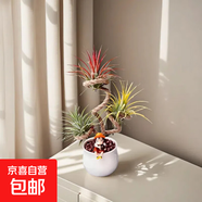 空氣鳳梨無(wú)土植物靈黃綠精靈組合裝創(chuàng  )意盆栽?xún)艋諝廪k公室內綠植 陶瓷盆套裝+黃紅綠3棵精靈【小模特隨機】