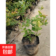藍(lán)莓樹(shù)苗盆栽帶果當(dāng)年結(jié)果南北方種植兔眼特大陽(yáng)臺(tái)果樹(shù)苗當(dāng)年結(jié)果 3年苗原盆土3-5分支約30cm高