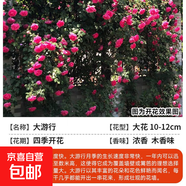 薔薇花苗藤本月季特大花樹庭院爬藤植物花卉盆栽陽(yáng)臺(tái)玫瑰四季花卉 大游行（大花四季） 升級(jí)爬藤款 原土簡(jiǎn)易盆【送肥料】高度50cm左右