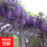 紫藤樹(shù)苗爬藤植物攀援花卉紫藤花苗庭院陽(yáng)臺盆栽地栽綠植物苗木 南京藤2cm粗【當年開(kāi)花】