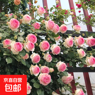 爬藤植物藤本月季花苗四季花卉濃香型玫瑰盆栽庭院陽臺薔薇花苗 粉色龍沙寶石 帶土發(fā)貨 15-25厘米高