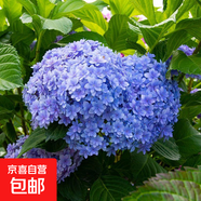 繡球花苗盆栽庭院花八仙花盆栽繡球花大苗無盡夏繡球室卉室外庭院 花手鞠【8號(hào)】原土發(fā)貨【當(dāng)年開花】