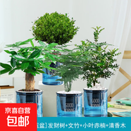 綠籮發(fā)財樹(shù)水培植物盆栽室內富貴竹薄荷多肉花卉四季綠植梔子花蘿 【藍盆】發(fā)財樹(shù)+文竹+小葉赤楠+胡椒木+肥料 含盆