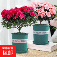 杜鵑花四季開花杜鵑盆栽杜鵑花苗陽臺客廳帶花苞懶人花卉 1盆【原土原盆】+1加侖盆