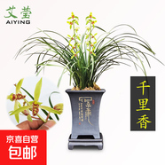 建蘭小中國龍 中矮種有香味的蘭花苗 夏帶花苞出售花卉好養盆栽 千里香4苗壯苗 不含盆