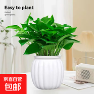 特價(jià)綠蘿盆栽室內(nèi)客廳辦公室吸甲醛凈化空氣水培植物綠植花卉好養(yǎng) 【1盆】綠蘿+白色南瓜盆自吸水 整體含盆高度20-25cm