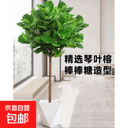 大型植物發(fā)財樹各種大顆盆栽開業(yè)喬遷客廳辦公室內(nèi)好養(yǎng)大型綠植 琴葉榕1-1.3米+菱形樹脂盆