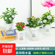 綠籮發(fā)財(cái)樹水培植物盆栽室內(nèi)富貴竹薄荷多肉花卉四季綠植梔子花蘿 【四季開花】九里香+虎刺梅+長(zhǎng)壽花+梔子花+肥料 含盆