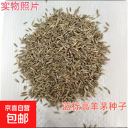 林木種子花草種子藥材種子太陽(yáng)花波斯菊蛇莓向日葵油菜花紅豆杉 藍標高羊茅種子（凈籽） 500克（更實(shí)惠）