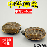 外塘中華草龜活體小烏龜寵物情侶金線苗活物草龜黑腹墨龜好養(yǎng)耐活 2-4厘米 2只情侶+100克糧