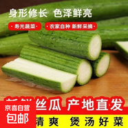 山東長絲瓜綠皮絲瓜長絲瓜水瓜新鮮蔬菜生鮮絲瓜現摘 精品絲瓜 5斤 凈重