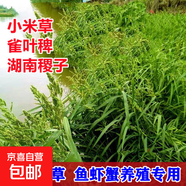 蘇丹草草籽高丹草種四季牧草種子養殖再生草魚(yú)吃的草種畜牧牛羊魚(yú) 小米草種子1斤
