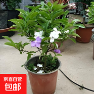 雙色茉莉花盆栽濃香型四季開花持久變色鴛鴦番茉莉花苗綠植物花卉 4年苗（當(dāng)年開花 ）帶分叉多約30-35-cm高 不含盆
