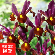 德國鳶尾花苗盆栽室內(nèi)地栽庭院別墅花卉四季開花多年生球根植物 紅灰燼10棵裝 不含盆