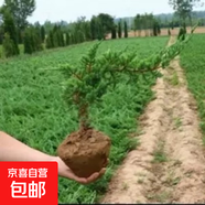 迎客松盆景植物室內(nèi)松樹綠植花卉小盆栽四季常青真樹造型盆景樹樁 自然苗30cm長+送盆  肥 不含盆