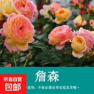 藤本月季花苗小苗特大花卉綠植物室內(nèi)盆栽玫瑰薔薇花爬藤四季開花 詹森小苗(爬藤大花) 含盆
