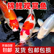冷水魚大型昭和錦鯉魚池養(yǎng)殖庭院觀賞魚錦鯉純種錦鯉精品 (三星報(bào)喜)24-27cm隨機(jī)3條 精