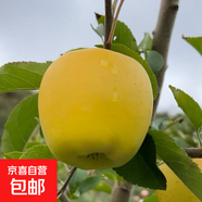 蘋(píng)果樹(shù)苗盆栽地栽南方北方種植紅富士冰糖心蘋(píng)果苗果樹(shù)苗當年結果 黃金帥 6年壯苗【結果多多】