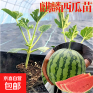 春季蔬菜苗幼苗番茄小秧苗四季秧菜苗茄子辣椒西瓜黃瓜春天南方 現(xiàn)挖 / 麒麟西瓜苗（6棵）