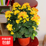 大菊花苗帶花苞花卉觀(guān)花綠植物庭院陽(yáng)臺盆栽荷蘭菊千頭菊四季開(kāi)花 荷蘭菊黃花色一盆 不含盆