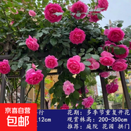 藤本月季花苗爬藤月季花苗植物濃香地栽盆栽花卉庭院陽(yáng)臺(tái)耐寒好養(yǎng) 大游行 四季開花 大花 1.6米高成型快（花期帶花發(fā)貨）