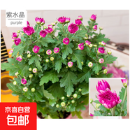 大菊花苗帶花苞花卉觀花綠植物庭院陽臺盆栽荷蘭菊千頭菊四季開花 荷蘭菊紫粉一盆紫水晶 不含盆