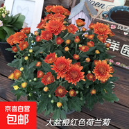 大菊花苗帶花苞花卉觀花綠植物庭院陽臺盆栽荷蘭菊千頭菊四季開花 荷蘭菊橙紫紅色一盆 不含盆