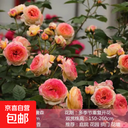 1米6大苗薔薇花苗藤本月季花爬藤植物四季開(kāi)花盆栽玫瑰陽(yáng)臺種植 詹森【四季開(kāi)花 大花 濃香】不含盆 精品大苗1.6米