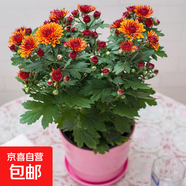 大菊花苗帶花苞花卉觀(guān)花綠植物庭院陽(yáng)臺盆栽荷蘭菊千頭菊四季開(kāi)花 荷蘭菊橘金色一盆 不含盆