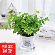 北歐早安盆綠植盆栽自動(dòng)吸水盆桌面盆栽好養耐活四季常青花卉植物 青葉常春藤 北歐早安盆/口徑10CM