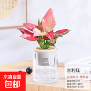 北歐早安盆綠植盆栽自動(dòng)吸水盆桌面盆栽好養耐活四季常青花卉植物 吉利紅 北歐早安盆/口徑10CM