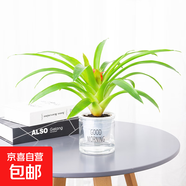 北歐早安盆綠植盆栽自動(dòng)吸水盆桌面盆栽好養耐活四季常青花卉植物 鴻運當頭 北歐早安盆/口徑10CM