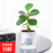 北歐早安盆綠植盆栽自動(dòng)吸水盆桌面盆栽好養耐活四季常青花卉植物 小盼菩提 北歐早安盆/口徑10CM