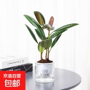 北歐早安盆綠植盆栽自動(dòng)吸水盆桌面盆栽好養耐活四季常青花卉植物 橡皮樹(shù) 北歐早安盆/口徑10CM
