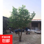 仿真大樹榕樹室內(nèi)假樹造景裝飾人造樹仿真綠植仿真樹大型樹定制 多桿-3米高