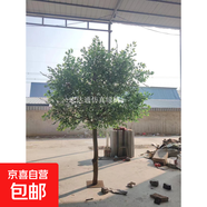 仿真大樹榕樹室內(nèi)假樹造景裝飾人造樹仿真綠植仿真樹大型樹定制 圓冠3高x2.5寬米
