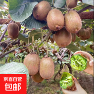 獼猴桃樹(shù)苗嫁接徐香獼猴桃苗庭院盆栽地栽南北方四季種植當年結果 徐香 2年苗次年結果