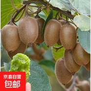 獼猴桃樹(shù)苗嫁接徐香獼猴桃苗庭院盆栽地栽南北方四季種植當年結果 翠香 2年苗次年結果