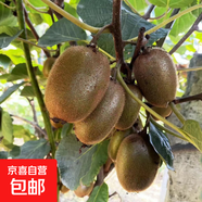 獼猴桃樹(shù)苗嫁接徐香獼猴桃苗庭院盆栽地栽南北方四季種植當年結果 周至 2年苗次年結果