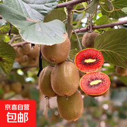 獼猴桃樹苗嫁接徐香獼猴桃苗庭院盆栽地栽南北方四季種植當(dāng)年結(jié)果 紅肉 2年苗次年結(jié)果