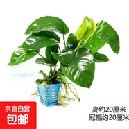 水榕陰性新手好養(yǎng)入門水草迷你榕辣椒榕小葉榕大葉榕黃金榕丹麥榕 小巴榕1杯