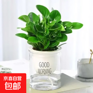 豆瓣綠青青葉碧玉 吸二手煙綠植凈化空氣除甲醛四季常 透明懶人儲(chǔ)水盆1盆 約15-25cm