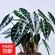 網(wǎng)紅植物海芋小仙女綠植室內盆栽非洲面具黑葉觀(guān)音蓮北歐竹芋ins 小仙女（培植原盆） 含盆