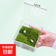 迷你草坪苔蘚盒子配小兔辦公室桌面微景觀(guān)好養創(chuàng  )意禮物生態(tài)盒 苔蘚盒大號10*10*6 配噴壺+小兔