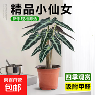 【直播專(zhuān)享】小仙女竹芋海芋黑葉觀(guān)音蓮花卉盆栽植物室內花桌面 精品110#小仙女[基地原盆]